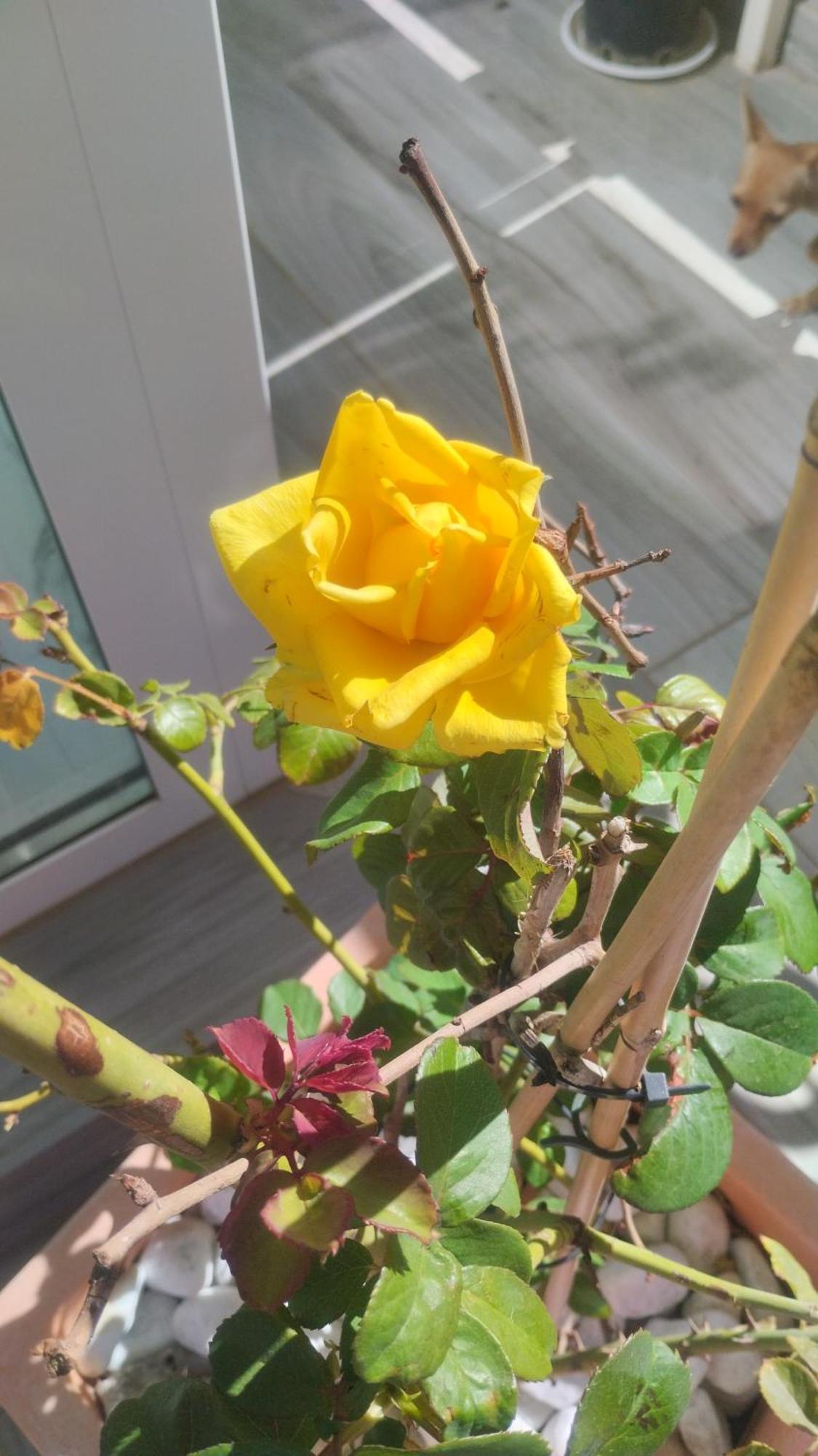 Dimora Forgione B&B - ปิเอเตรลชินา ภายนอก รูปภาพ